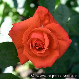 Super Star kaufen, clicken für mehr Details Super Star