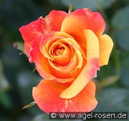 Sutters Gold kaufen, clicken für mehr Details Sutters Gold