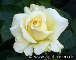 Tivoli 150 kaufen, clicken für mehr Details Tivoli 150