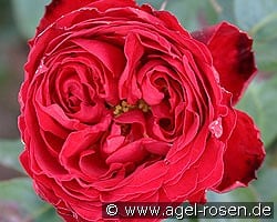 Traviata kaufen, clicken für mehr Details Traviata