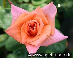 Trend kaufen, clicken für mehr Details Trend