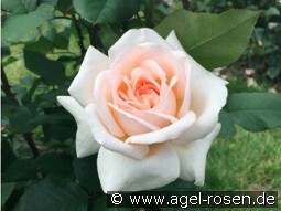 Tresor du Jardin kaufen, clicken für mehr Details Tresor du Jardin