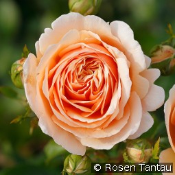 Tropicana kaufen, clicken für mehr Details Tropicana