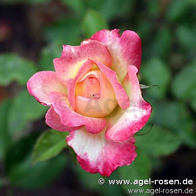 Rose ‘Variete‘ (2-Liter Biotopf)