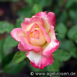 Variete kaufen, clicken für mehr Details Variete