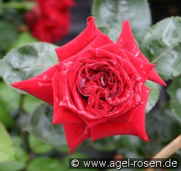 Velvet Alibi kaufen, clicken für mehr Details Velvet Alibi