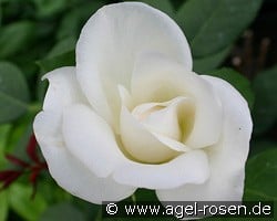 Virgo kaufen, clicken für mehr Details Virgo