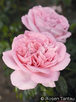 Voyage kaufen, clicken für mehr Details Voyage