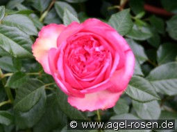 Walzertraum kaufen, clicken für mehr Details Walzertraum