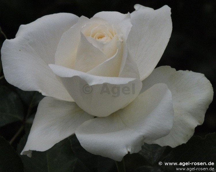 Rose ‘White Symphonie‘ (wurzelnackte Rose)