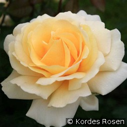 Winter Sun kaufen, clicken für mehr Details Winter Sun