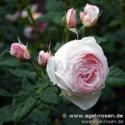 Rose ‘AUSblush‘ (2-Liter Biotopf)