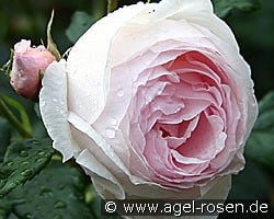 AUSblush Old English Rose kaufen, clicken für mehr Details AUSblush Old English Rose