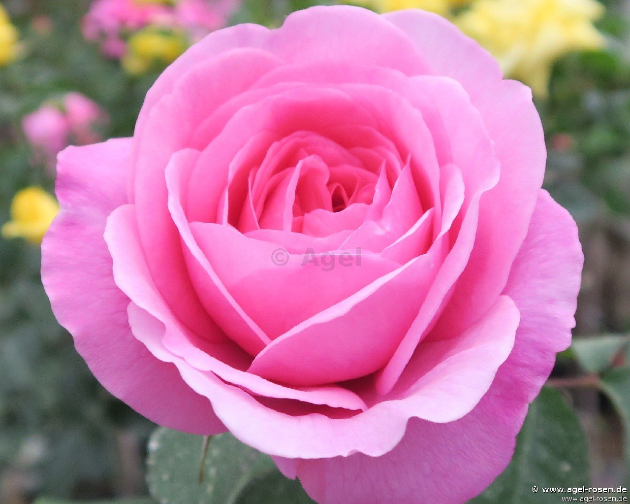 Rose ‘AUSbord‘ (Hochstamm (~90cm) im 6,5l Topf )