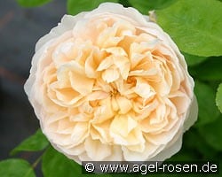 AUSbreak Old English Rose kaufen, clicken für mehr Details AUSbreak Old English Rose