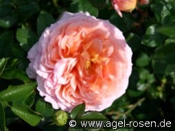 AUSbred Old English Rose kaufen, clicken für mehr Details AUSbred Old English Rose