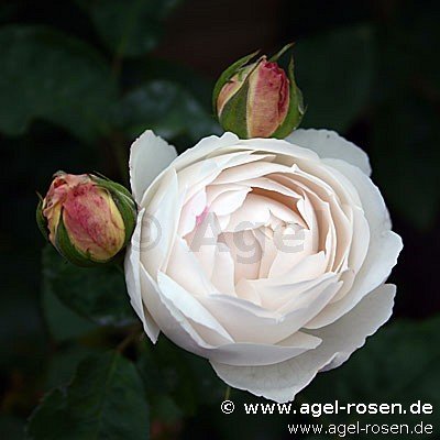 Rose ‘AUScat‘ (Hochstamm (~90cm) im 8l Topf (Präsentrose))