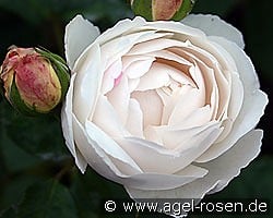AUScat Old English Rose kaufen, clicken für mehr Details AUScat Old English Rose