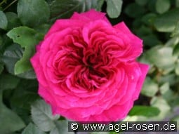 AUSchild Old English Rose kaufen, clicken für mehr Details AUSchild Old English Rose