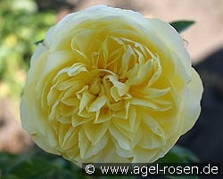 AUScomp Old English Rose kaufen, clicken für mehr Details AUScomp Old English Rose