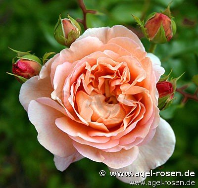 Rose ‘AUScot‘ (Halbstamm (~65cm) im 8l Topf (Präsentrose))