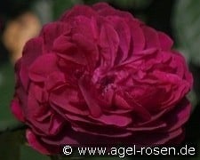 AUSdecorum 2038 kaufen, clicken für mehr Details AUSdecorum 2038