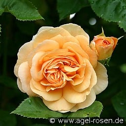 AUSfather Old English Rose kaufen, clicken für mehr Details AUSfather Old English Rose
