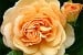 AUSfather Old English Rose