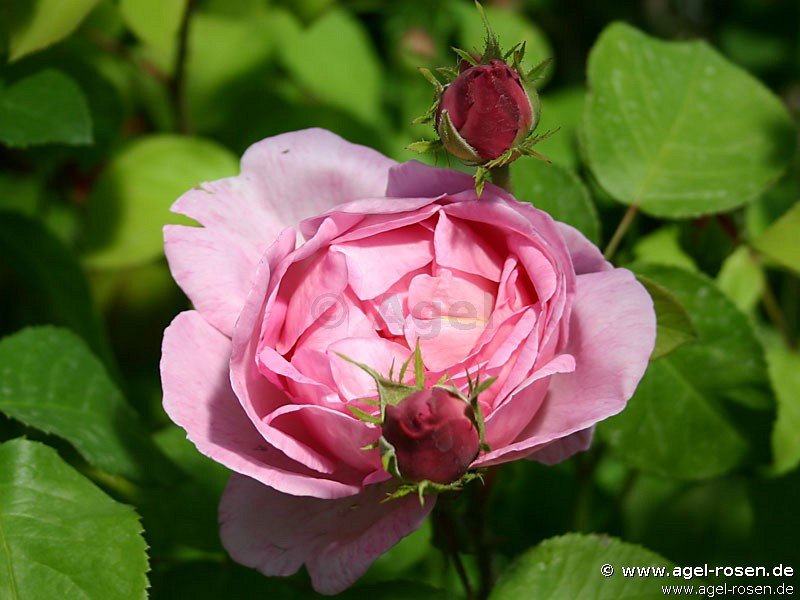 Rose ‘AUSfirst‘ (6,5-Liter Topf)