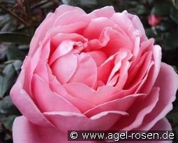 AUSglobe Old English Rose kaufen, clicken für mehr Details AUSglobe Old English Rose