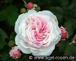 AUSham 2029 kaufen, clicken für mehr Details AUSham 2029