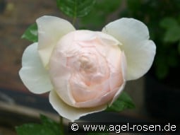 AUSjo Old English Rose kaufen, clicken für mehr Details AUSjo Old English Rose