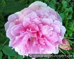 AUSky Old English Rose kaufen, clicken für mehr Details AUSky Old English Rose