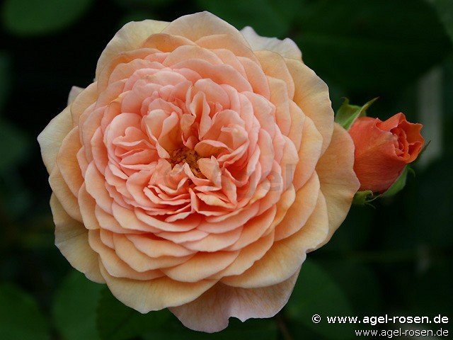Rose ‘AUSlea‘ (6,5-Liter Topf)