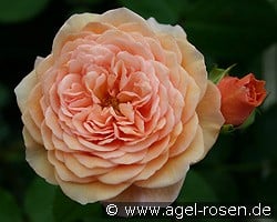 AUSlea Old English Rose kaufen, clicken für mehr Details AUSlea Old English Rose