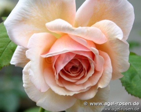 Rose ‘AUSled‘ (6,5-Liter Topf)