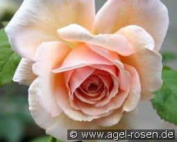 AUSled Old English Rose kaufen, clicken für mehr Details AUSled Old English Rose