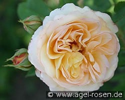 AUSling Old English Rose kaufen, clicken für mehr Details AUSling Old English Rose