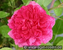 AUSlot 2029 kaufen, clicken für mehr Details AUSlot 2029