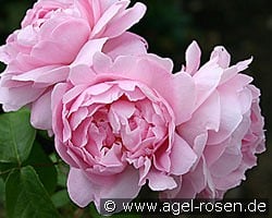 AUSmary Old English Rose kaufen, clicken für mehr Details AUSmary Old English Rose