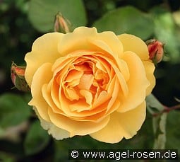 AUSmas Old English Rose kaufen, clicken für mehr Details AUSmas Old English Rose