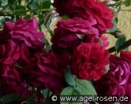 AUSmove 2029 kaufen, clicken für mehr Details AUSmove 2029