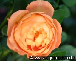 AUSmum 2026 kaufen, clicken für mehr Details AUSmum 2026