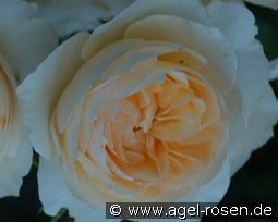 AUSperd Old English Rose kaufen, clicken für mehr Details AUSperd Old English Rose