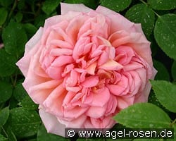 AUSpishus Old Englich Rose kaufen, clicken für mehr Details AUSpishus Old Englich Rose