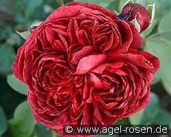 AUSromeo 2033 kaufen, clicken für mehr Details AUSromeo 2033