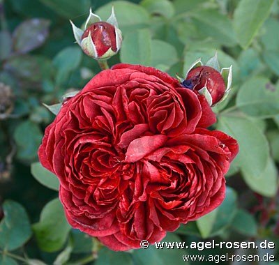 Rose ‘AUSromeo‘ (Hochstamm (~90cm) im 8l Topf (Präsentrose))