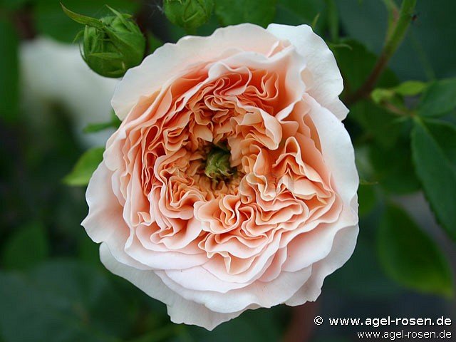 Rose ‘AUSsaucer‘ (Halbstamm (~65cm) im 8l Topf (Präsentrose))