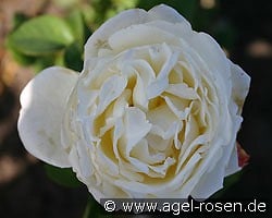 AUSwebb Old English Rose kaufen, clicken für mehr Details AUSwebb Old English Rose