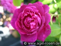 AUSwine syn Chianti Old English Rose kaufen, clicken für mehr Details AUSwine syn Chianti Old English Rose